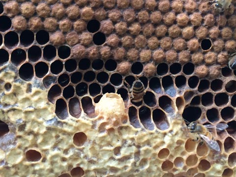予備の女王バチを育てる特別な巣